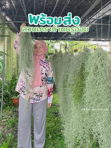 เคราฤาษี (Spanish Moss)
