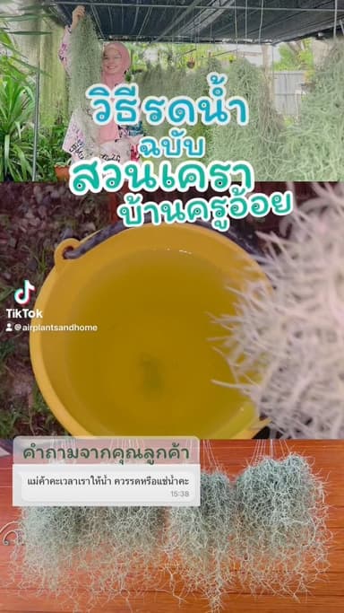 เคราฤาษี (Spanish Moss)