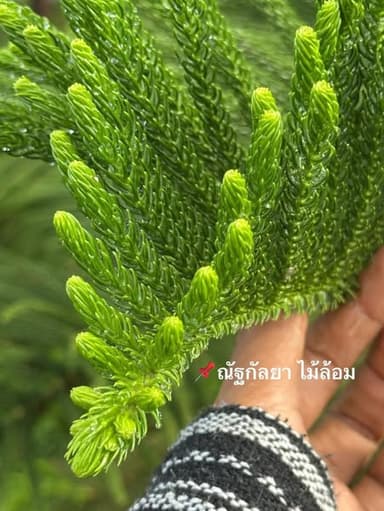 สนฉัตรฮาวาย