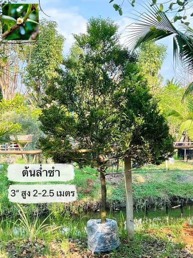 ล่ำซำฟอร์มสวย ขนาดมินิ เสริมมงคล เรียกทรัพย์