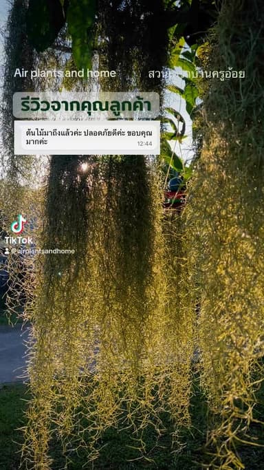 เคราฤาษี (Spanish Moss)
