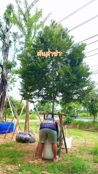 ต้นล่ำซำ ไม้มงคลเพื่อบ้านคุณ