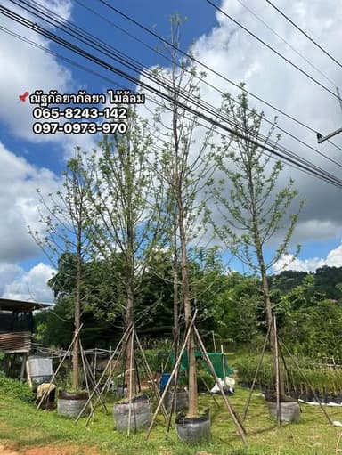 ซิลเวอร์โอ๊คออสเตรเลีย 🌳