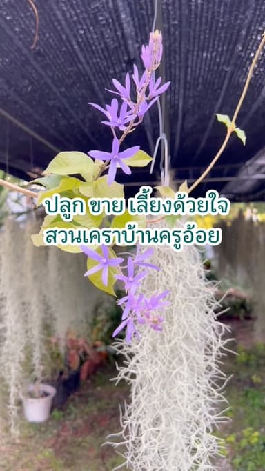เคราฤาษี (Tillandsia)