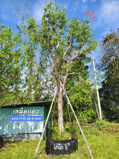 ต้นเสม็ดแดง ลำต้นตรง
