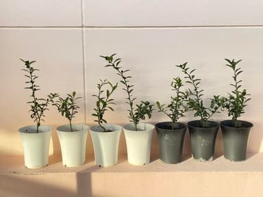 ต้นส้มคินสุ (Citrus Kinshu) อายุ 1.5 ปี