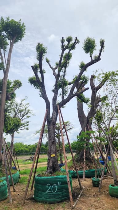 ต้นหว้าน้ำโขง
