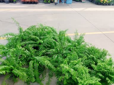 เฟิร์นสไบนางก้านอ่อน