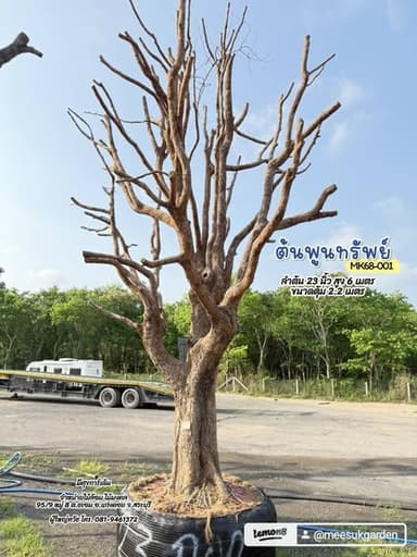 ต้นพูนทรัพย์ (กระบก) ฟอร์มสวย ไม้มงคล เรียกทรัพย์