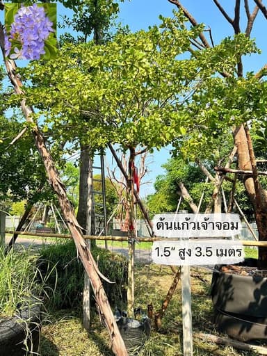 ต้นแก้วเจ้าจอม ฟอร์มสูงโปร่ง