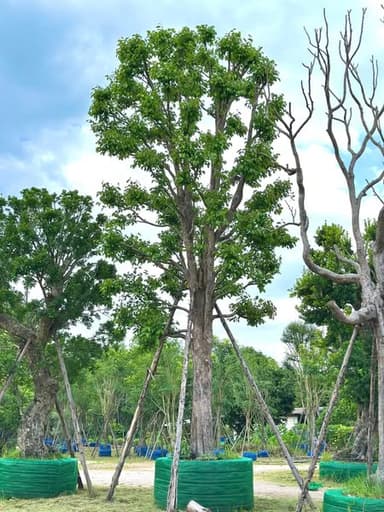 ต้นพูนทรัพย์