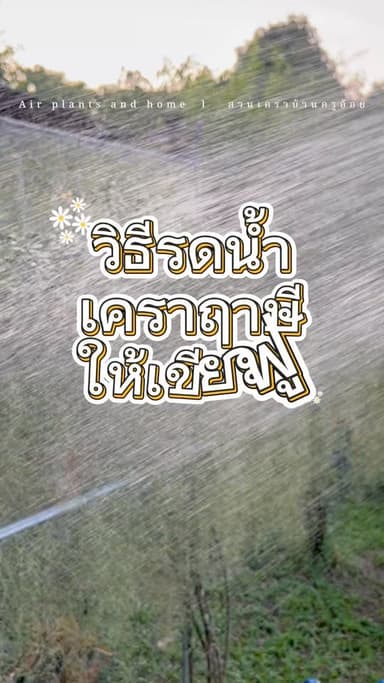 เคราฤาษี (Air Plants)
