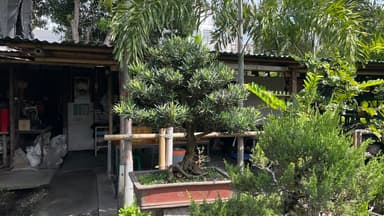สนใบพายใหญ่