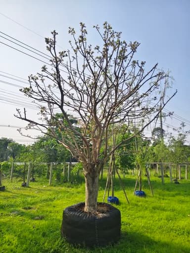 🌱 ฟอร์มน้อย น่ารัก กำลังแตกใบอ่อน สวนเสถียร พันธุ์ไม้