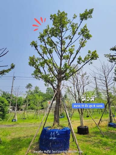 ต้นมั่งมี ไม้มงคล เสริมโชคลาภ