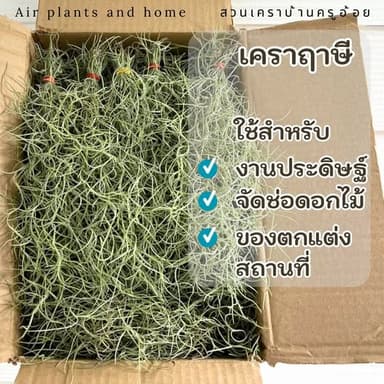 เคราฤาษี (Spanish Moss)