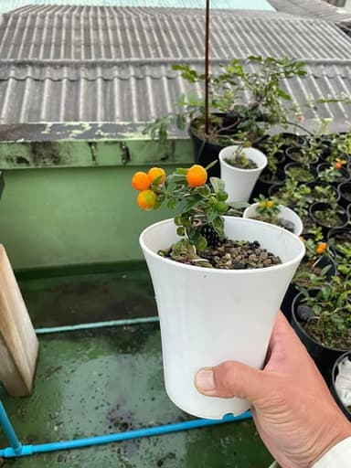 ส้มจิ๋ว🍊 ไม้มงคลจิ๋ว น่ารัก น่าสะสม
