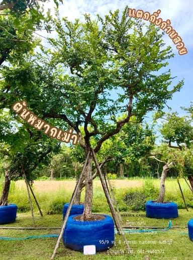 ต้นหมากเม่า - Superfood จากธรรมชาติ 🌳