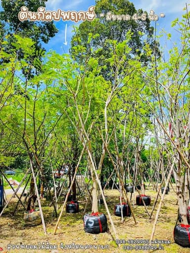 ต้นกัลปพฤกษ์ 4-5 นิ้ว 🌳✨