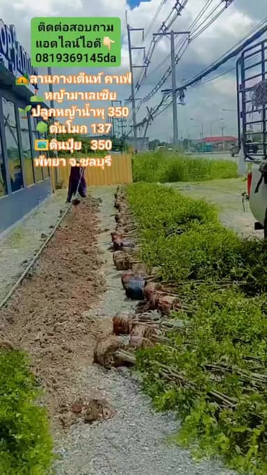 หญ้ามาเลเซีย ปูสนามสวย