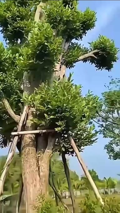 ต้นพูนทรัพย์ สวนไม้ปัญญ์ธิบดิ์ ปทุมธานี