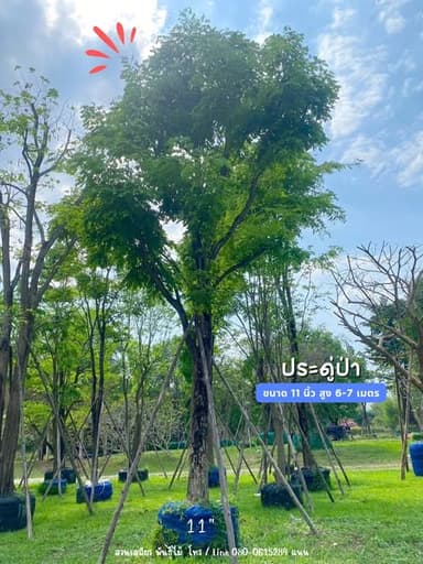 ต้นประดู่ป่า ฟอร์มสวย 🌳