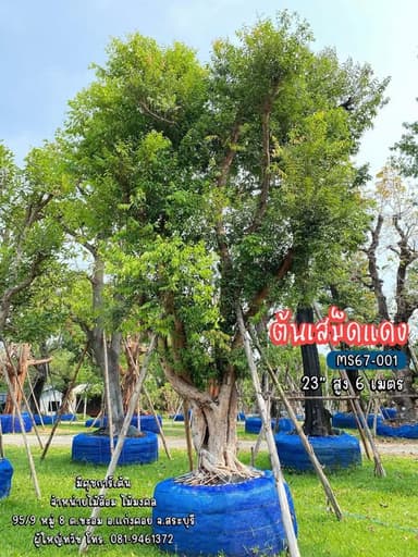 เสม็ดแดงฟอร์มสวย