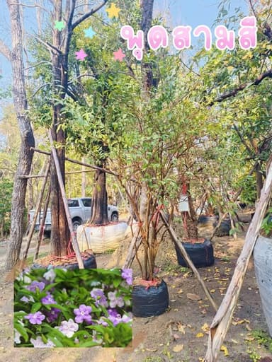 พุดสามสี - สร้างชีวิตให้สวนของคุณ
