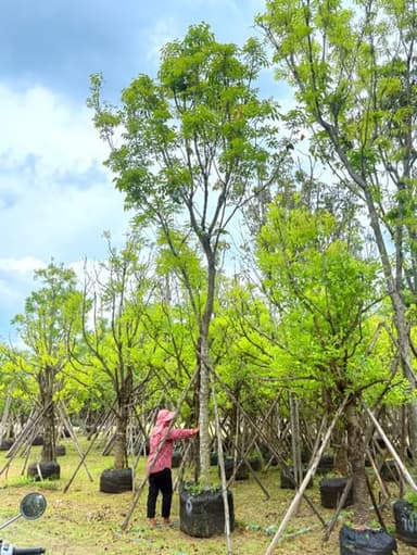 มะฮอกกานี 6-7 นิ้ว