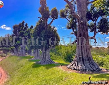 ต้นพูนทรัพย์ - ไม้ประธานสวยงามสำหรับสวนของคุณ