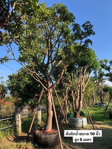 ต้นจิกน้ำเชียงใหม่