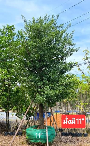 ต้นมั่งมี 11