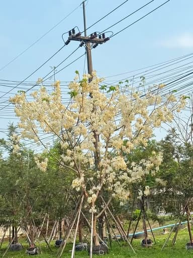 คูณขาว 6 นิ้ว - สวนแป๊ะเฮงพันธุ์ไม้ สระบุรี