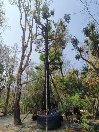 ต้นนางกวัก ไม้มงคลเรียกทรัพย์ 🌿 ผิวดำขลับสวยงาม