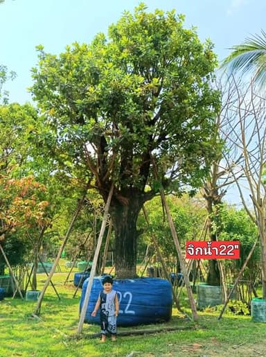 จิกน้ำ
