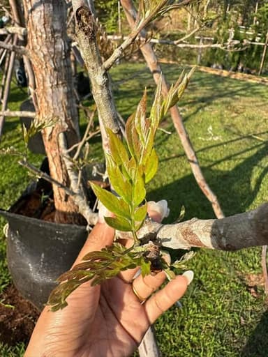 ซิลเวอร์โอ๊คออสเตรเลีย ขนาด 5” - 10” 🌳