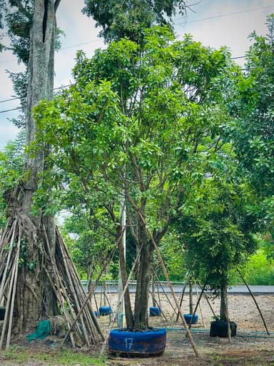 🌳 ต้นจิกน้ำ 17” ฟอร์มสวย