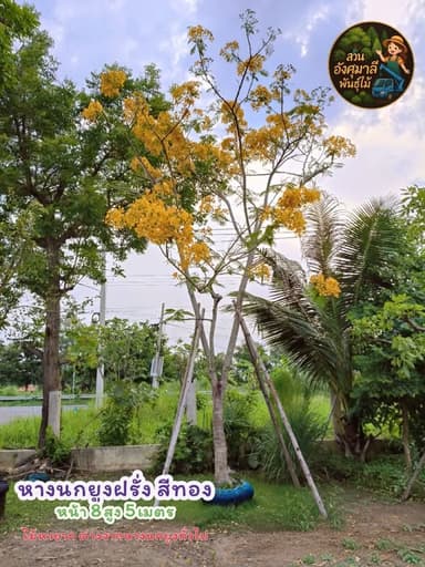 หางนกยูงฝรั่งสีทอง