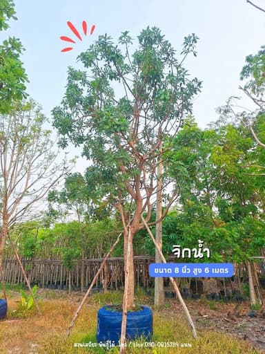 ต้นจิกน้ำ สร้อยระย้า - สวนเสถียร พันธุ์ไม้