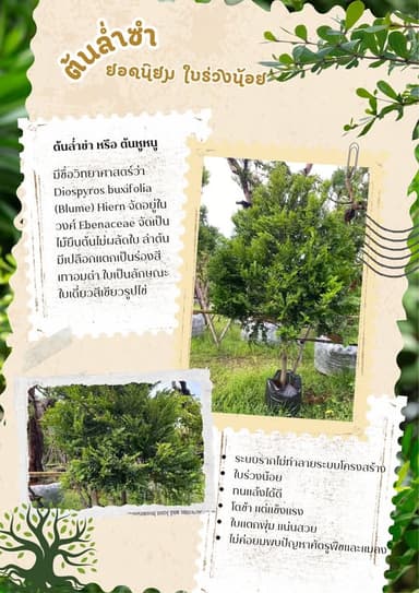 ต้นล่ำซำ 🌿✨