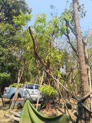 เสม็ดแดง - ต้นไม้สวยงามที่มีสีสันสดใส