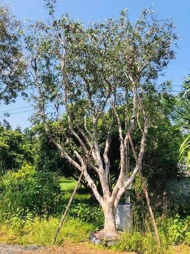 เสม็ดขาว 🌳