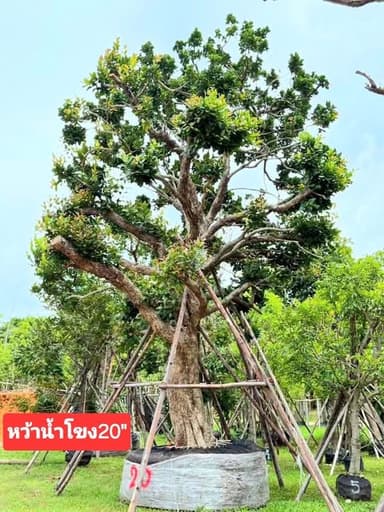 ต้นหว้าน้ำโขง 20