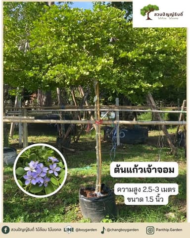 ต้นแก้วเจ้าจอม 2.5-3 เมตร