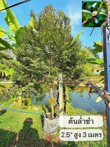ต้นล่ำซำ ไซส์เล็ก