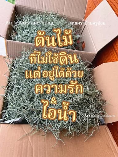 เคราฤาษี (Spanish Moss)