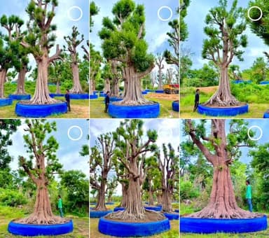 พูนทรัพย์ 5 ต้น
