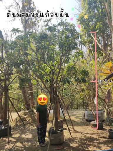 🥭 มะม่วงแก้วขมิ้น ออกดอกเต็มต้น พร้อมติดผล! 🥭