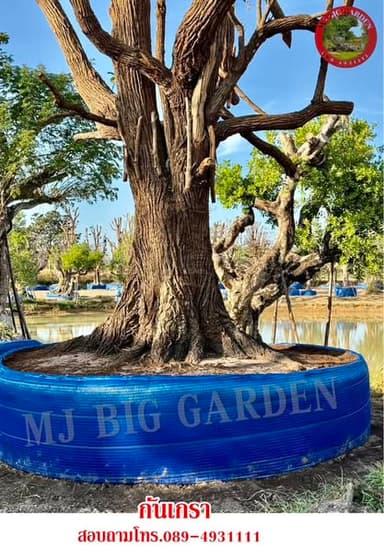กันเกรา/ชุมแสง/พูนทรัพย์ ผิวโบราณ ไม้ประธาน สวยสง่า MJ Big Garden