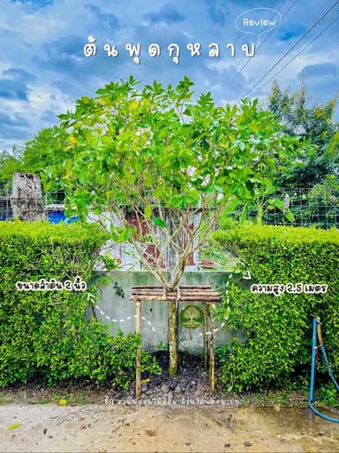 ต้นพุดกุหลาบ